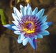 blue waterlily
