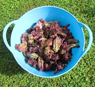Dried hibiscus flowers ready for dyeing by Claire Passmore