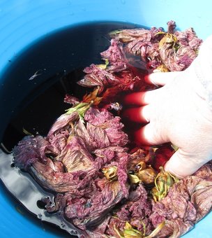 Creating red dye from hibiscus flowers Claire Passmore